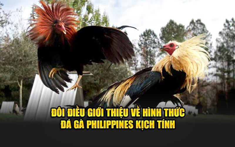 Đôi điều giới thiệu về hình thức đá gà philippines kịch tính