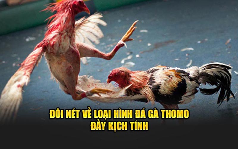 Đôi nét về loại hình đá gà thomo đầy kịch tính