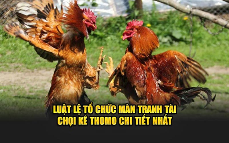 Luật lệ tổ chức màn tranh tài chơi kê thomo chi tiết nhất