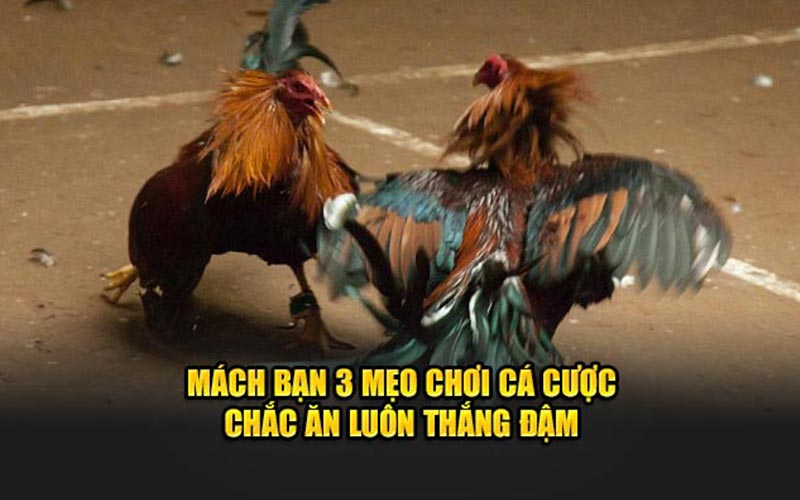 Mách bạn 3 mẹo chơi cá cược chắc ăn luôn thắng đậm