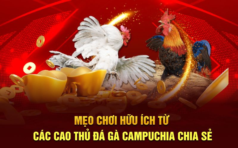 Mẹo chơi hữu ích từ các cao thủ đá gà campuchia chia sẻ