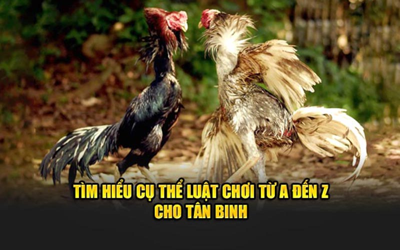 Tìm hiểu cụ thể luật chơi từ a đến z cho tân binh